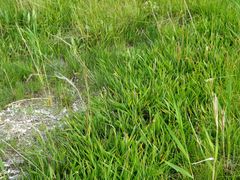 Pseudopodospermum strictum