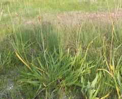 Pseudopodospermum strictum