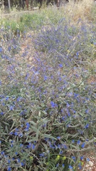 Anchusa leptophylla
