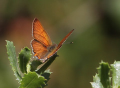 Tharsalea arota nubila