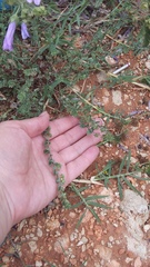 Andrachne telephioides