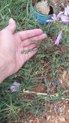 Andrachne telephioides