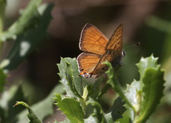 Tharsalea arota nubila