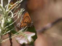 Tharsalea arota nubila