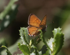 Tharsalea arota nubila