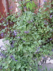 Solanum dulcamara