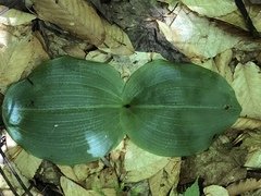 Platanthera macrophylla