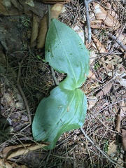 Platanthera macrophylla