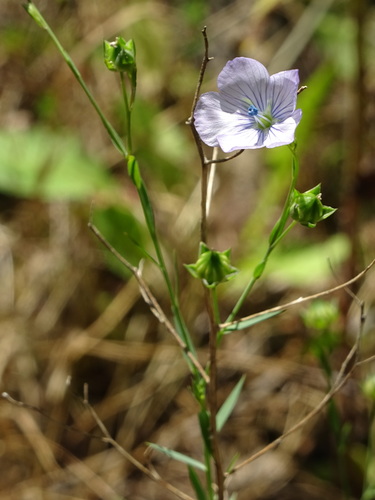Linum usitatissimum