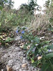 Pentaglottis sempervirens