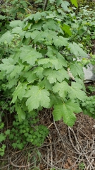 Acer glabrum glabrum