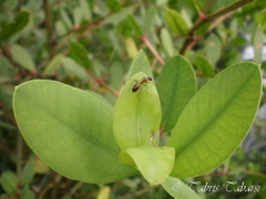 Sonneratia