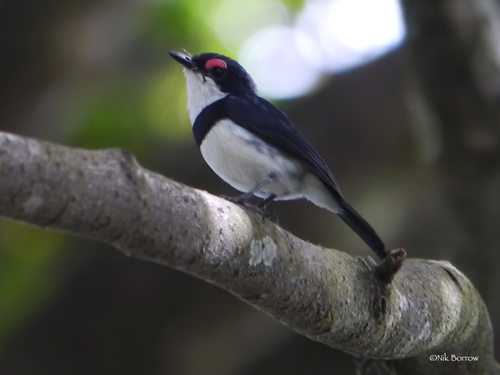 Banded Wattle-eye
