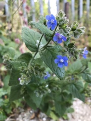 Pentaglottis sempervirens