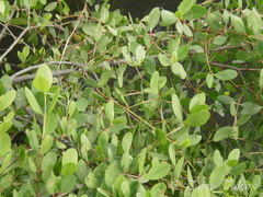 Sonneratia