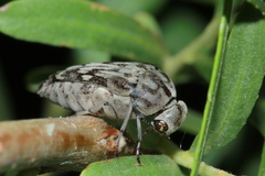Yakuhananomia bidentata