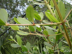 Sonneratia