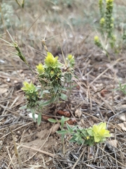 Sideritis montana montana