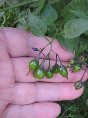 Solanum dulcamara
