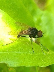 Chrysopilus proximus
