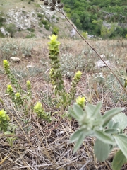 Sideritis montana montana