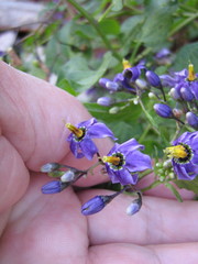 Solanum dulcamara