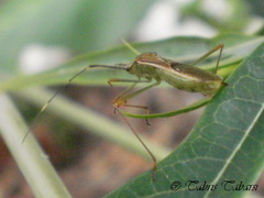 Leptocorisa