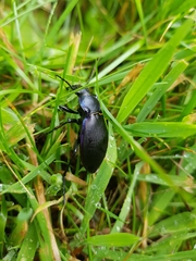 Carabus purpurascens