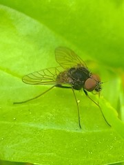 Chrysopilus proximus