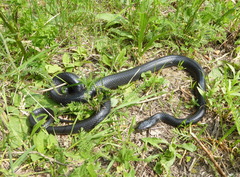 Hierophis viridiflavus carbonarius