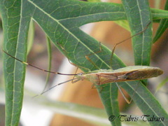 Leptocorisa