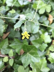 Geum urbanum