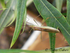 Leptocorisa