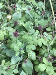 Geum urbanum