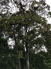 Pterocarpus hayesii