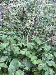Geum urbanum
