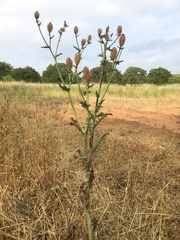 Argemone albiflora texana
