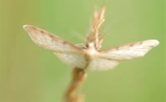 Idaea humiliata