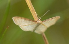 Idaea humiliata