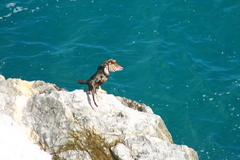 Gulosus aristotelis