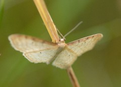 Idaea humiliata