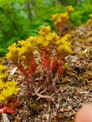 Sedum annuum