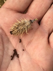 Argemone albiflora texana