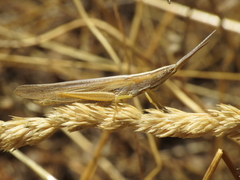 Brachycrotaphus tryxalicerus