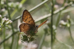 Tharsalea arota nubila