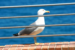 Larus michahellis