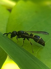 Symmorphus canadensis