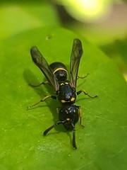 Symmorphus canadensis