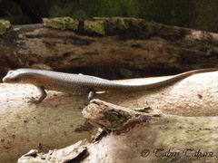 Eutropis multifasciata