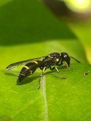 Symmorphus canadensis